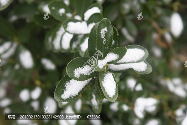 帶雪的樹(shù)葉
