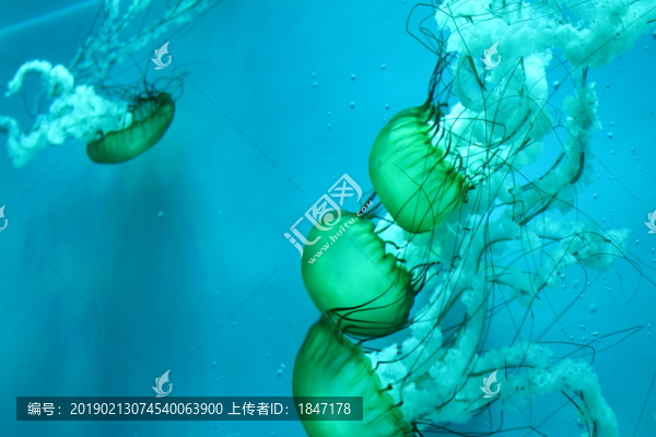 水母