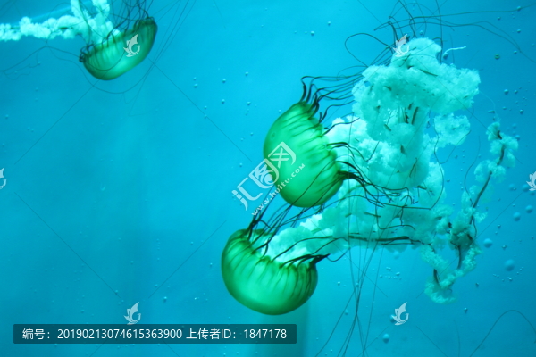 水母
