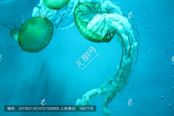 水母