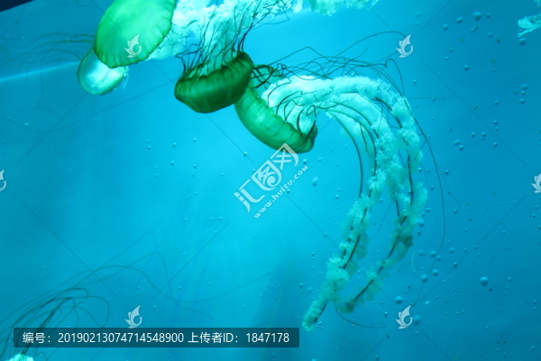 水母