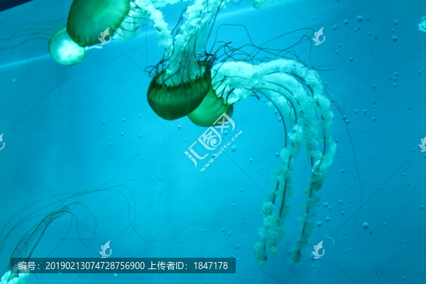 水母