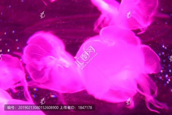 水母