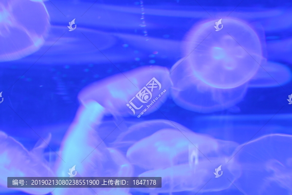 水母