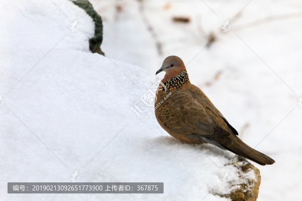 雪中斑鳩
