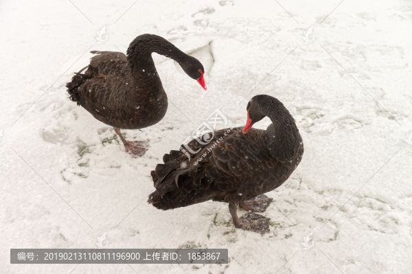 黑天鵝