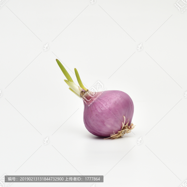 發(fā)芽的紫洋蔥