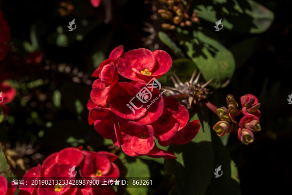 紅花