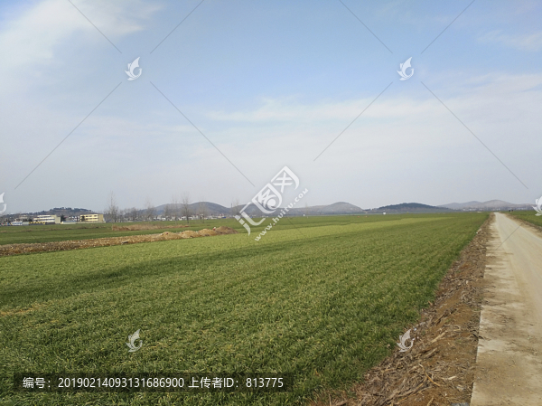田野山村麥田