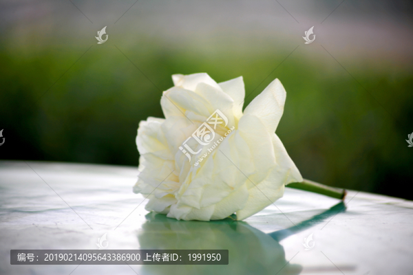 白月季花