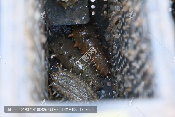 海參養(yǎng)殖