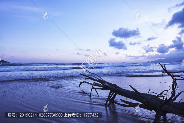 夜幕下藍色海灘上的枯木