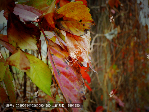 紅葉秋葉
