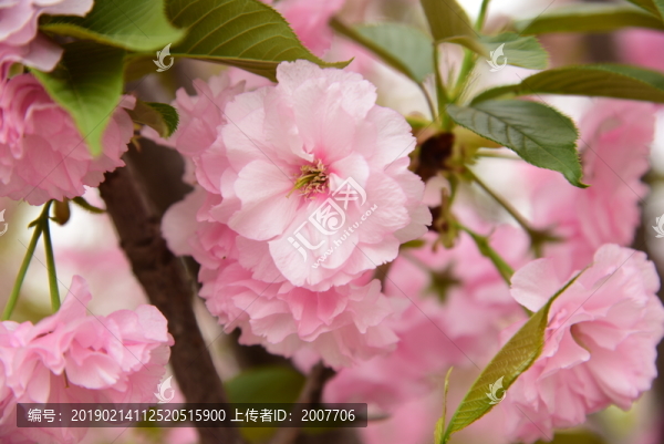 粉絲花朵