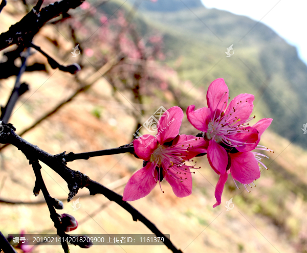 桃花