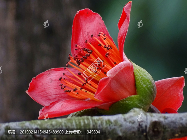 紅棉