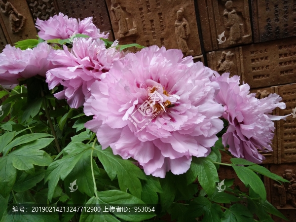 牡丹