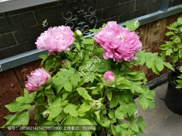 花卉