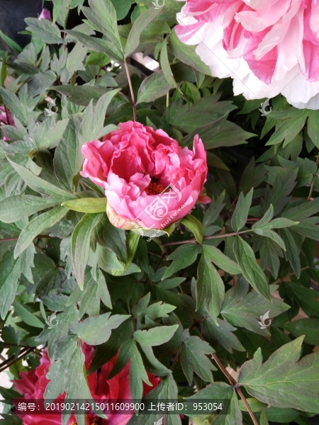 月季花