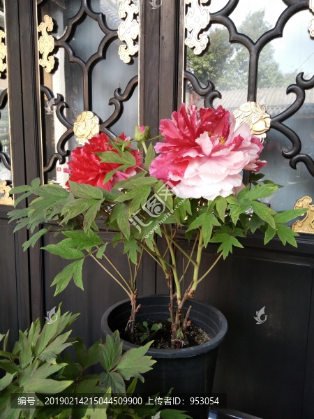 月季花