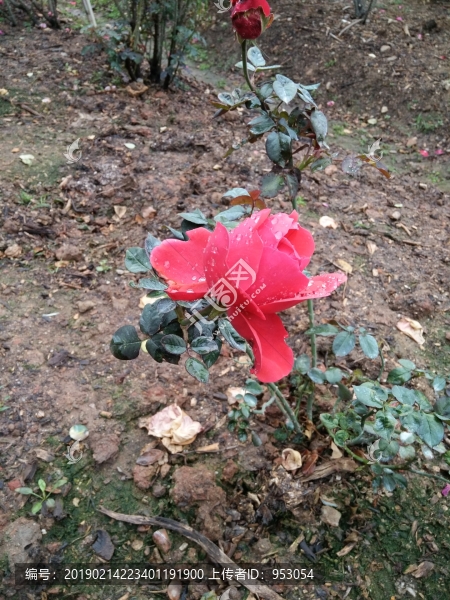 玫瑰