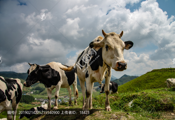 奶牛