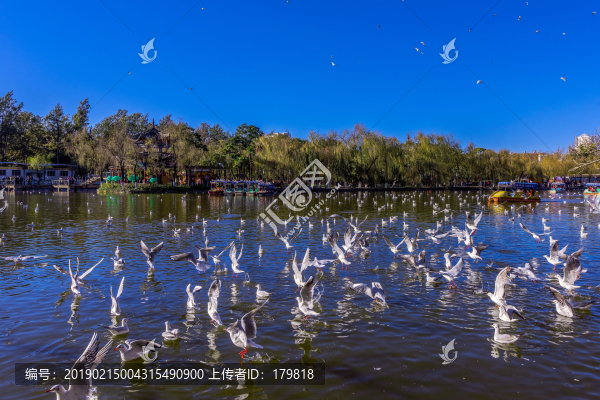 翠湖公園的紅嘴鷗