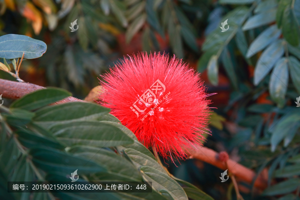 紅合歡朱纓花