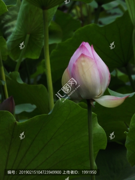 荷花花