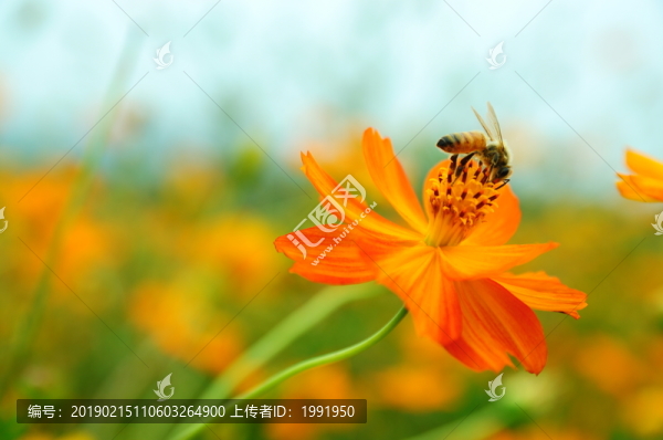 波斯菊蜜蜂