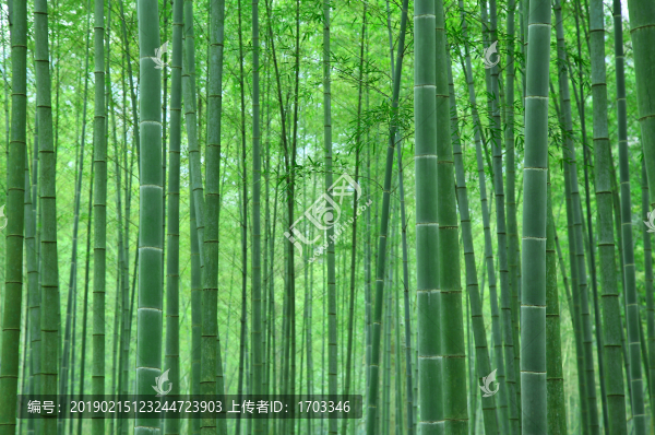 竹林