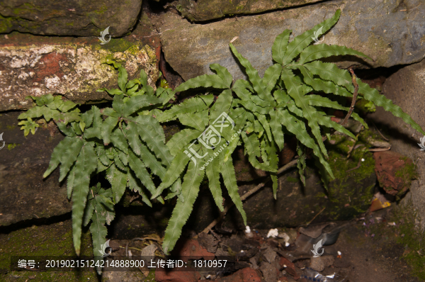 井欄邊草