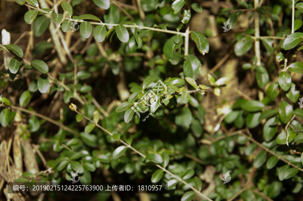 女貞樹