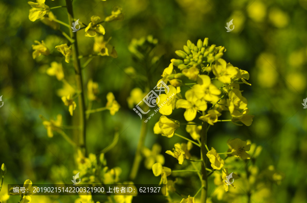 油菜花
