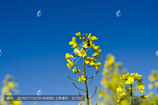 油菜花