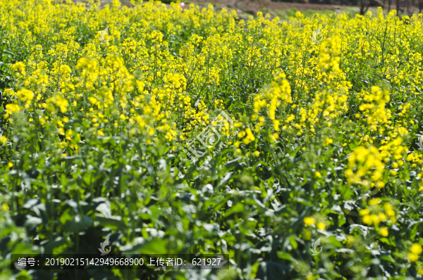油菜花