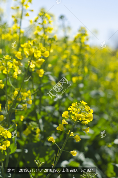 油菜花