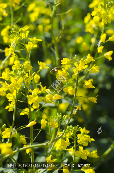 油菜花