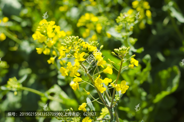 油菜花