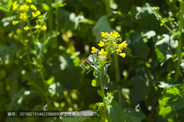 油菜花