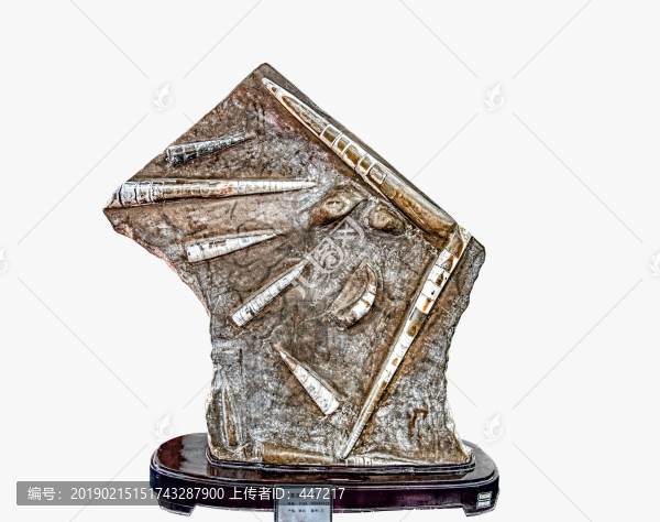 震旦角石群