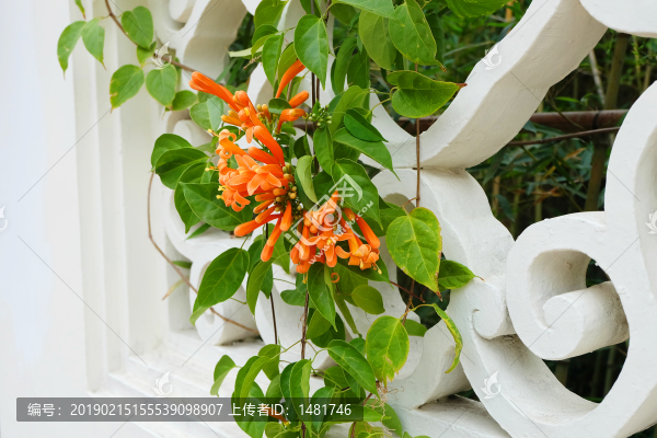 炮仗花