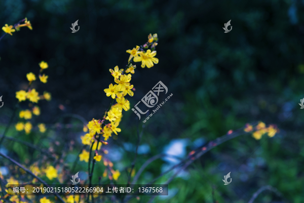 黃色迎春花