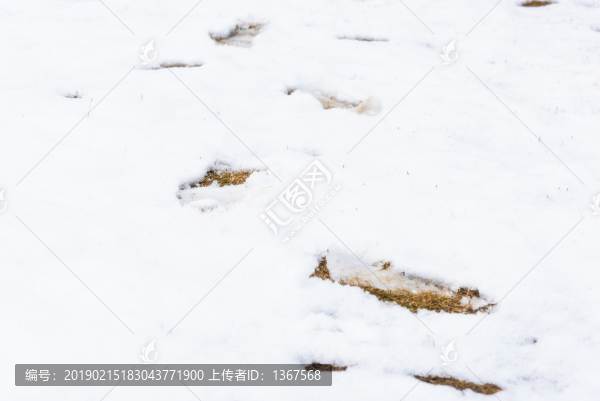 雪地腳印
