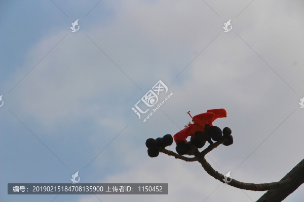 木棉花