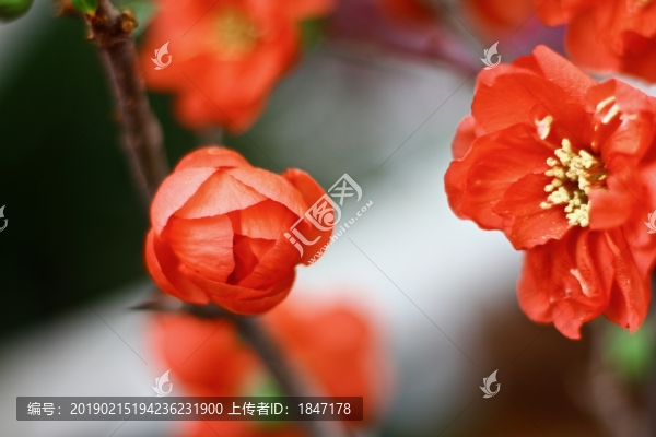 貼梗海棠