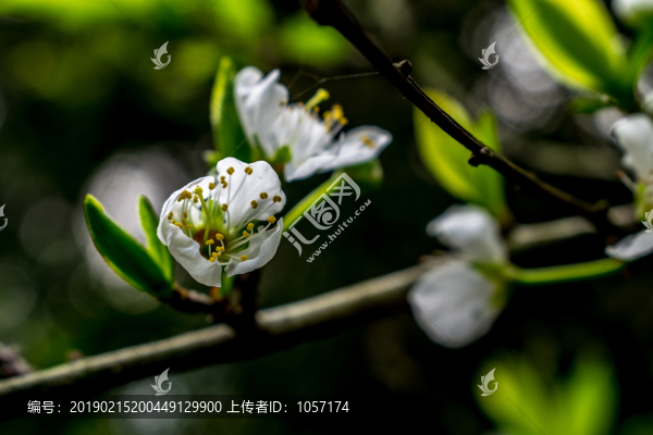 李花