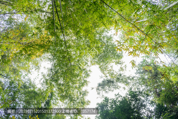 竹林