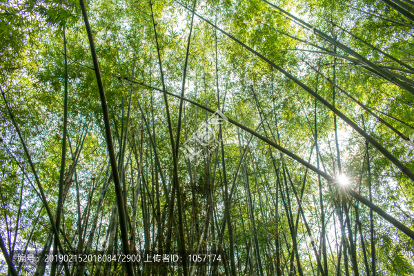 竹林