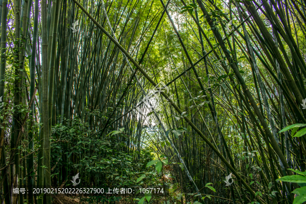 竹林